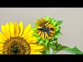 flowers name u0026 videos sinhala මල් වල නම් රූපරාමු සිංහලෙන් සහ ඉංග්‍රීසියෙන්