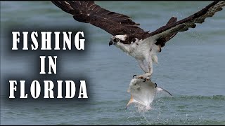 Osprey Catches a Huge Fish in Florida...Can it Hang On??