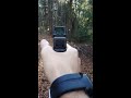 trijicon rmr dual illuminated 7 moa amber in the woods