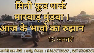 मिनी फूड पार्क मारवाड़ मुंडवा । आज के भावो का रुझान 16 जनवरी । नागौरी पान मैथी।