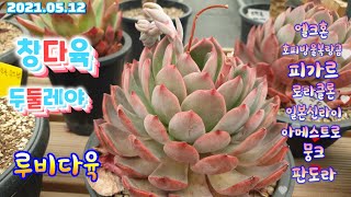 (루비다육2탄)창다육/두둘이/호피방울복랑금/택배가능 010 5895 1110(korean succulent plants)