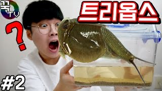 살아있는  화석!! 트리옵스 키우기2탄! 엄청커졌따!!! 꿀잼! [ 꾹TV ]