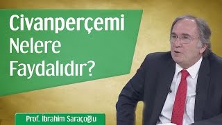 Civanperçemi Nelere Faydalıdır? | Prof. İbrahim Saraçoğlu