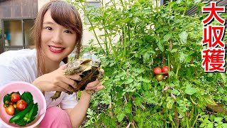 庭で収穫した旬の夏野菜をリクガメ達にあげまくる