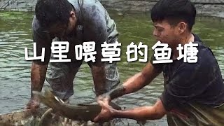 【戶外捕魚vlog】5500包下大叔養在山裏餵草的魚塘，大家覺得值不值#三農