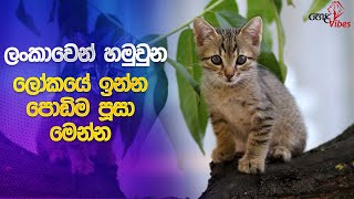 ලෝකෙ ඉන්න පු‍ංචිම ඤාව් පූවා මෙන්න #wildlife #cats #srilanka