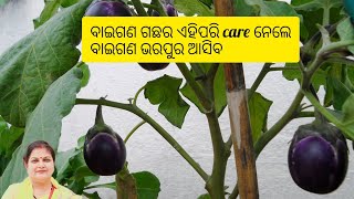 ବାଇଗଣ ଗଛର କିପରି care ନେଲେ ବାଇଗଣ ଭରପୁର ଆସିବ #Brinjal plant care