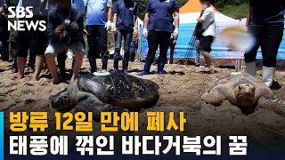 방류 12일 만에 폐사…태풍에 꺾인 푸른바다거북의 꿈 / SBS