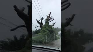 台風17号①