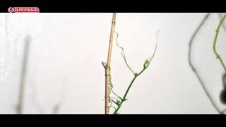 Biology _ 3Sec_ pulling movement in the tendrils of climbing plants