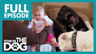 The Fighting Bulldog Sisters Attack Baby😱 | Full Episode | It's Me or The Dog
