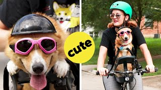 I Tried Riding A Bike With My Corgi