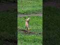 Happy Prairie Dog Chirps At His Friends #shorts #prairiedog #animals #wildlife #nature