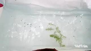 How to make a fish tank എങ്ങനെ നമുക്ക് ഒരു മീൻ ടാങ്ക് ഉണ്ടാക്കാം