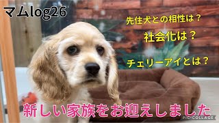 【マムlog】新しい家族【アメリカンコッカ―スパニエル】