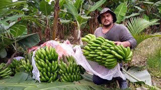 mais um dia de trabalho colhendo banana bom resultado