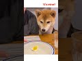 あたしの卵🥚！！ shorts shibainu 柴犬 狗 いぬ egg ゆで卵 返事する犬