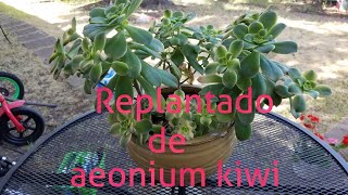 Replantando aeonium kiwi suculenta.