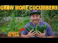 The #1 Secret To Productive Cucumber Plants: ALWAYS Do This To Grow More Cucumbers!