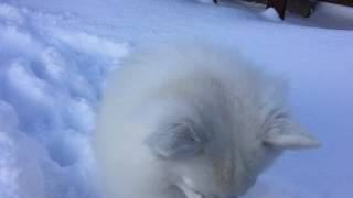 日本スピッツ☆北斗琉犬のシャチ   「雪上のダッシュ♪」