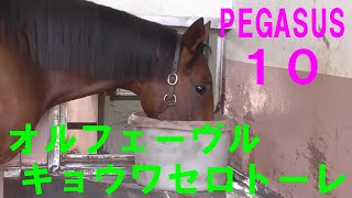 PEGASUS10（オルフェーヴル×キョウワセロトーレ）2023年夏