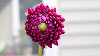 Mother Nature's Classroom: 4K Dahlia Wisdom