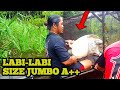 PANIK ADA LABI-LABI UKURAN JUMBO‼️PERDANA DI TAHUN 2024 ANGKAT PENGILAR ISI NYA TAMU SPESIAL