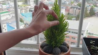 초보 가드너의 일상 물주기 2일차 (gardening beginners' life 2nd day)