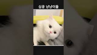 심쿵 귀여운 냥냥이들 모음 #cute #cat #냥이