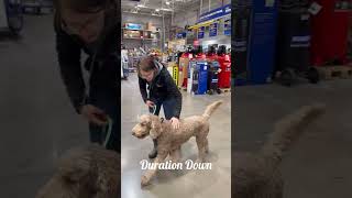 2yo Labradoodle (Opal) Best Dog Trainers in WV