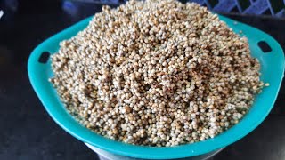 How to make sajja pindi at home//How to prepare sajja ravva //సజ్జ బూరెలు కోసం సజ్జ పిండి.