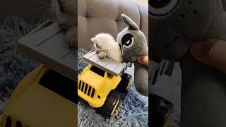 CUTE Kitten is Leaving Grey #kitten #CUTE #sprunki #incredibox #shorts #entertainment #fyp #cool