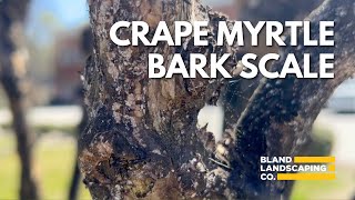 CRAPE MYRTLE BARK SCALE - by Bland Landscaping Company