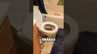 DONOT panic! snakes in toilets 😨