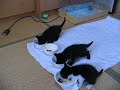 子猫もぐもぐ