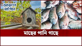 ছাদে আকুয়াপনিক্স বাগান | আকাশ বাগিচা | Akash Bagicha | Channel 24