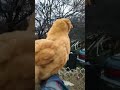 lucky landing by shorty chicken