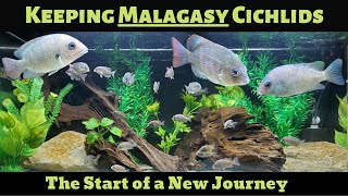 Malagasy Cichlids: My New Obsession (Madagascan fish)