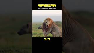 獅群慘遭雄獅拋棄，母獅的堅持：重建獅群王朝 #三角恋情 #上流社会 #爱情结局 #经典爱情 #浪漫电影