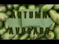 Making Autumn Avocado Soap