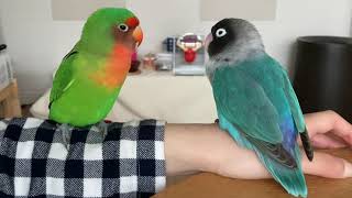 本日のどんとめい / ブルーボタンインコとヤエザクラインコ