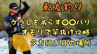 鮎釣り  盛期の長良川 白鳥〜大和地区を釣る【基本から裏技まで解説】