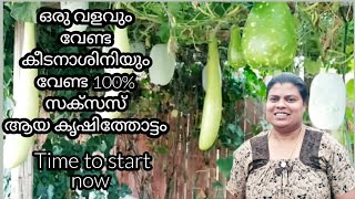 വളവും വേണ്ട കീടനാശിനിയും വേണ്ട 100% സക്സസ് ആയ അമേരിക്കൻ മലയാളിയുടെ കൃഷിത്തോട്ടം / addukkalathottam