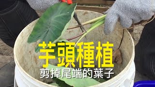 【休閒小菜園】芋頭、木瓜、南瓜、洛神花種植，第四批包心白菜、焦糖蘿蔓、福山萵苣採收。