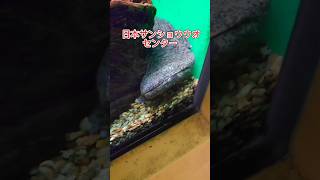 三重🦎『日本サンショウウオセンター』🌠三重県名張市赤目町861−1 #オオサンショウウオ #水族館 #名張市