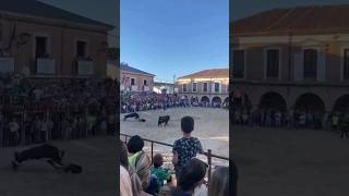 Cogida en La Seca (Valladolid) #taurocogidas #cogidas #toros #bulls #viral #laseca #valladolid