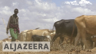 Kenya: Animals killed, ranches razed in herders' invasion