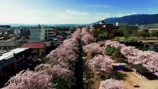 映画『天使のいる図書館』×葛城地域観光協議会特別ムービー◆高田千本桜