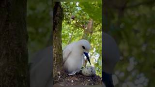 পৃথিবীর সবচেয়ে অলস পাখি🐦#shorts#AngelTern#LazyBirdFacts#trandig#facts #viralvideo#white tern