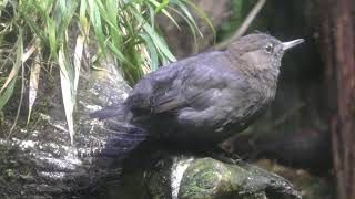 カワガラス (アクアマリンいなわしろ カワセミ水族館) 2019年8月4日